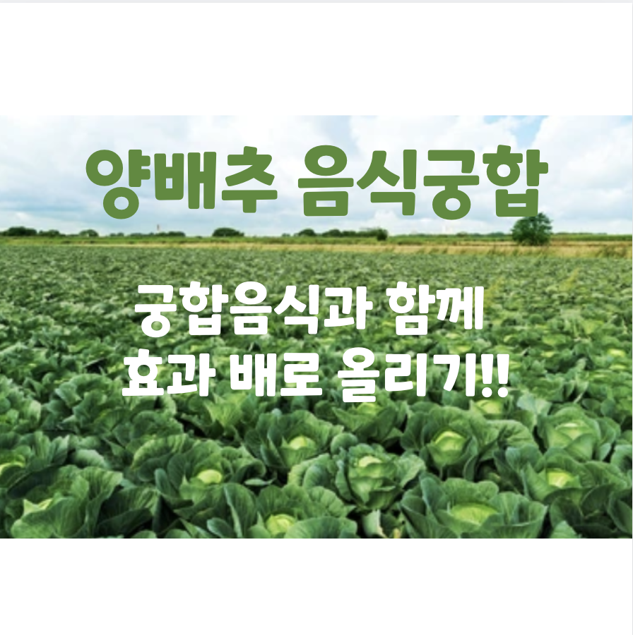 양배추 음식궁합